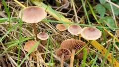 Cortinarius desertorum thumbnail 3