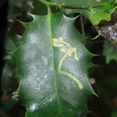European Holly Leafminer thumbnail 3