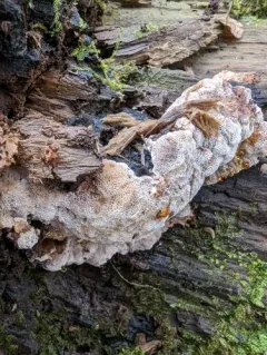 Sistotrema brinkmannii thumbnail 3