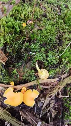 Hygrocybe subceracea thumbnail 2