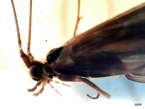 Neothremma didactyla