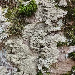 Shaggy-fringe Lichen thumbnail 3