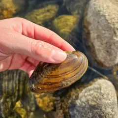 Western Floater thumbnail 4