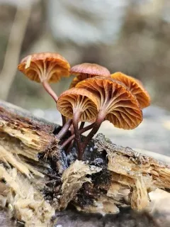 Xeromphalina brunneola thumbnail 3