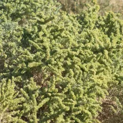 Fourwing Saltbush thumbnail 3