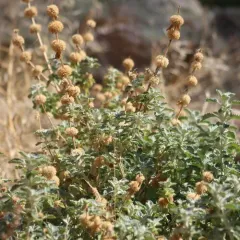 White Horehound thumbnail 4