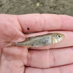 Largescale Sucker thumbnail 1