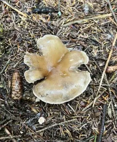 Clitocybe subclavipes thumbnail 4