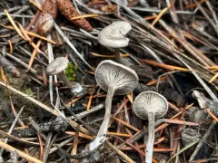 Clitopilopsis hirneola thumbnail 3