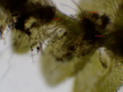 Swedish Pouchwort