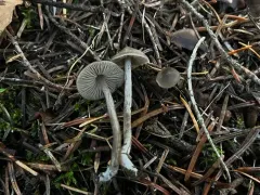 Myochromella boudieri thumbnail 2