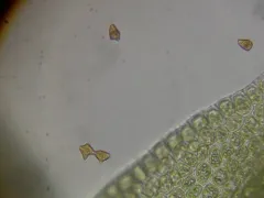 Large Cut Notchwort thumbnail 2