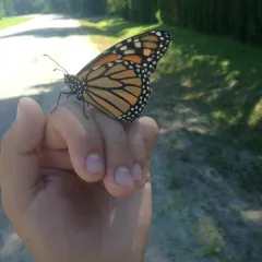 Monarch thumbnail 4