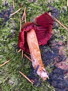 Cortinarius phoeniceus thumbnail 2
