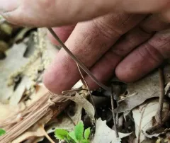 Large Whorled Pogonia thumbnail 4