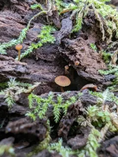 Galerina triscopa thumbnail 3