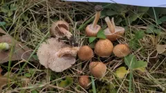 Inocybe semifulva thumbnail 2