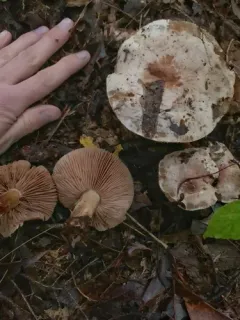 Hebeloma australe thumbnail 2