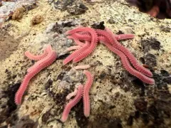 Pink Feather Boa Millipede thumbnail 3