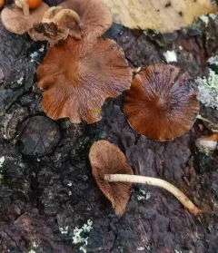 Psathyrella carinthiaca thumbnail 2