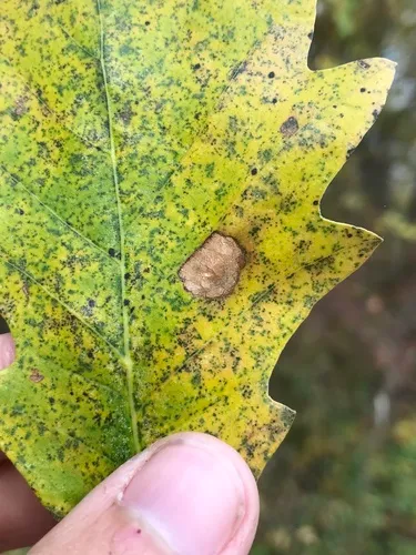 Phyllonorycter diaphanella