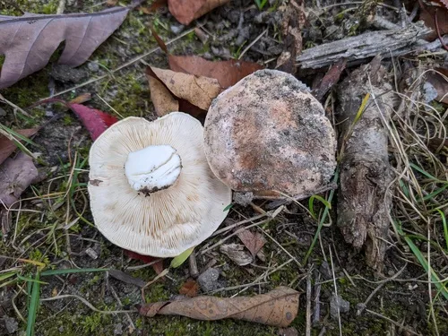 Tricholoma roseoacerbum
