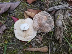 Tricholoma roseoacerbum thumbnail 1