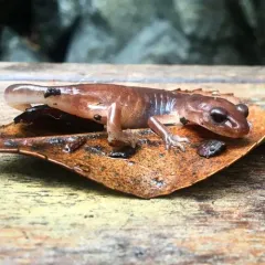 Ensatina thumbnail 4