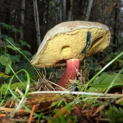 Xerocomellus mendocinensis thumbnail 4
