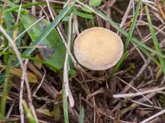 Agrocybe vervacti thumbnail 2