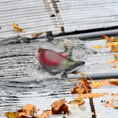 Sockeye Salmon thumbnail 4