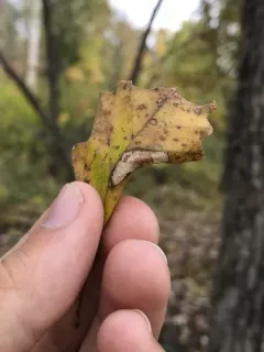 Phyllonorycter aeriferella thumbnail 1