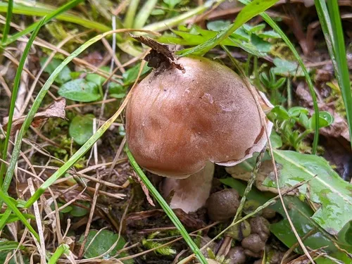 Hebeloma neurophyllum
