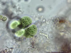 Chroococcus turgidus thumbnail 4