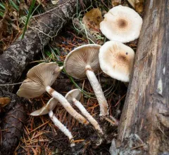 Pholiota decorata thumbnail 2