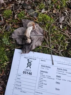 Cortinarius suberi thumbnail 3