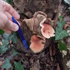 Brick Cap thumbnail 5