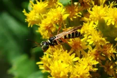 Eucerceris cressoni thumbnail 2