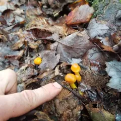 Humidicutis auratocephala thumbnail 3
