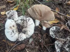 Blushing Milkcap thumbnail 1