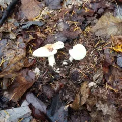 Spotted Collybia thumbnail 3