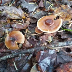 Cortinarius fulvescens thumbnail 3