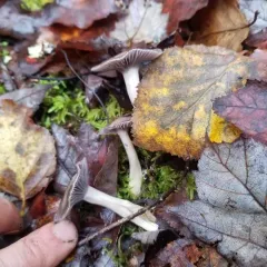 Cuphophyllus subviolaceus thumbnail 3