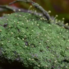 Sulphur Stubble Lichen thumbnail 3