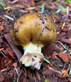 Cortinarius pinguis thumbnail 4