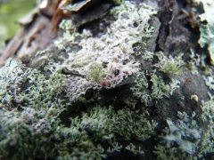 Zyzygomyces physciacearum thumbnail 2