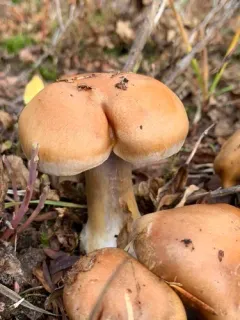 Thaxterogaster riederi thumbnail 3