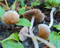 Psathyrella squamosa thumbnail 1