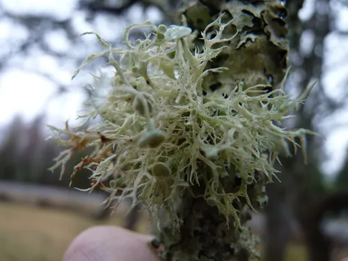 Tremella ramalinae