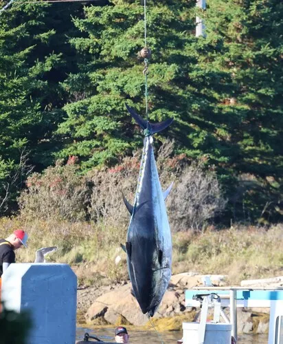 Atlantic Bluefin Tuna
